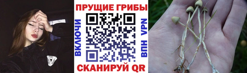 Псилоцибиновые грибы Psilocybine cubensis  Купить  Братск 
