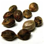 Семена марихуаны АК-47  (Seeds AK-47) в Братске